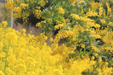 満開のミモザと菜の花
