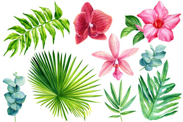 Set van tropische bloem, palmtak, eucalyptus bladeren op witte achtergrond, aquarel botanische illustratie. Flora-ontwerpelement