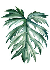 Monstera palm leaf. Flora watercolor illustration hand drawing. © Hanna