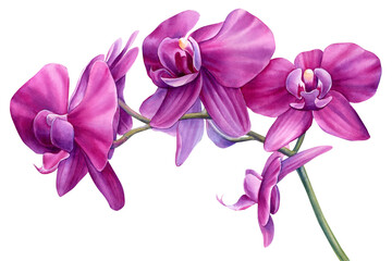 Tropical pink orchid flowers. Flora watercolor botanical illustration © Hanna