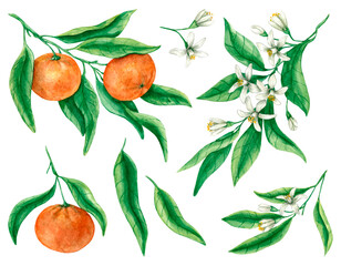 Watercolor mandarins on branches with leaves and flowers isolated on a white background. The set of fruits is hand-drawn.
