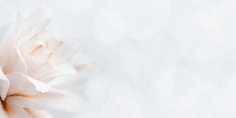 Natural floral banner, close up white lily flower, pastel color celebrate background with copyspace, nature beauty blossoming lily or peony flower, flowery design postcard, delicate fresh petals