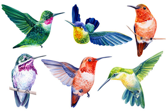 Set beautiful tropical bird, hummingbirds in isolated white background, watercolor illustration