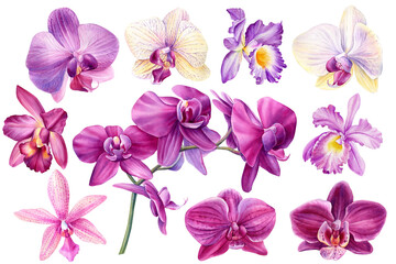 Fototapeta na wymiar Orchid flower. Set of watercolor flowers on isolated background.