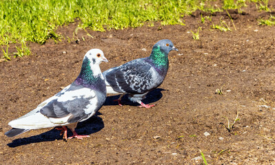 in the spring the two pigeons go on fresh soil