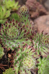 Fototapeta premium Sempervivum hybridum TIPSY Rojnik Tipsy succulent