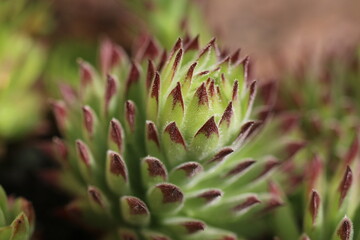 Naklejka na ściany i meble Sempervivum hybridum TIPSY Rojnik Tipsy succulent