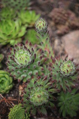 Sempervivum hybridum TIPSY Rojnik Tipsy succulent © Perovskia