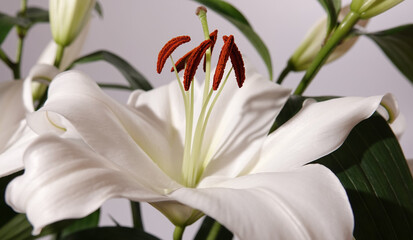 Snow-white lily - plant flower
