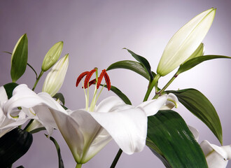 Fototapeta premium Snow-white lily - plant flower