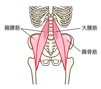 腸腰筋、大腰筋、腸骨筋、股関節を屈曲する筋肉、説明あり