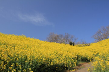 満開の菜の花と遊歩道と青空