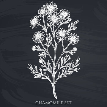 Tea herbs hand drawn vector illustrations collection. Chalk chamomile.