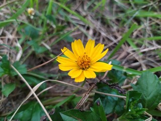 yellow dandelion flower | Paddy Field 
