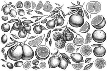 Citrus vintage vector illustrations collection. Black and white kumquat, lemon, tangelo, etc. - obrazy, fototapety, plakaty