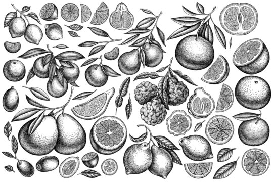 Citrus vintage vector illustrations collection. Black and white kumquat, lemon, tangelo, etc.