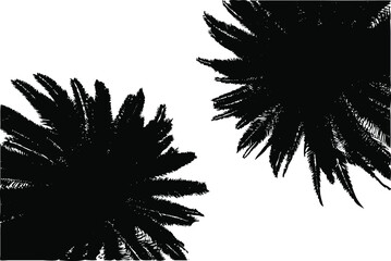 2 palm trees silhouette vector, isolated on white background, nature and summer concept, fill with black color, palm tree icon, symbol idea, bottom view
