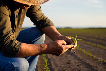 Close up of senior farmer hands examining corn crop at field.