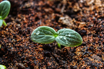 Cucumber sprout leaf close up