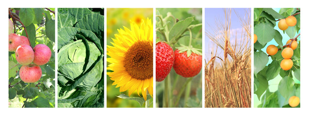 Set of vertical banners with agricultural products. Agriculture collage with fresh fruits, berries,...