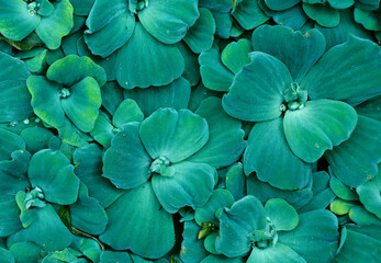 Leaves of Pistia stratiotes (water cabbage, water lettuce). Full background with tropical free-floating aquatic plant