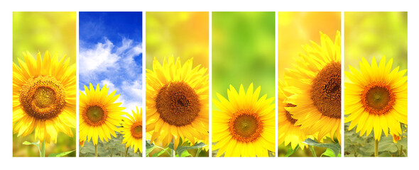 Set of vertical banners with agricultural products. Agriculture collage with sunflowers