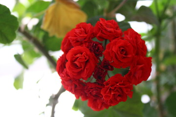 Pelargonium red flower commonly called geraniums, pelargoniums, or storksbills
