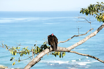 Red headed vulture resting on tree