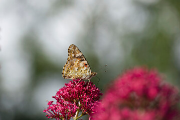 Painted Lady (Vanessa Cardui) Butterfly perched on pink flower in Zurich, Switzerland