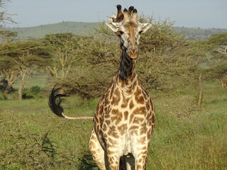 Giraffe