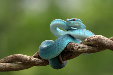 Blue Insularis (Trimeresurus insularis) is venomous pit vipers and endemic species in Indonesia. The color is unique, namely turquoise blue.