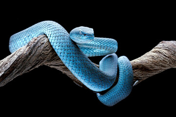 Blue Insularis (Trimeresurus insularis) is venomous pit vipers and endemic species in Indonesia....