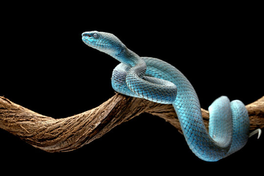 blue snake species