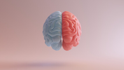 Human Brain Anatomy Red Blue Feminine Masculine Hemispheres Mind Science Creative Idea Back View 3d illustration render - 507763105
