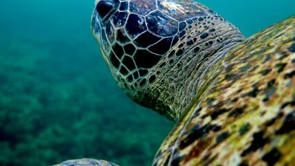 Close up of sea green turtle head. Underwater video of huge big sea turtle in deep ocean wildlife. Scuba diving or snorkeling