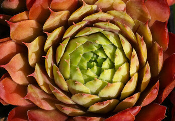 Beautiful yellow and green Sempervivum - Houseleek plant closeup showing of its colour and shapes.	
