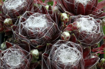 Beautiful red and green spiderweb Sempervivum - Houseleek plant closeup showing of its colour and shapes.	