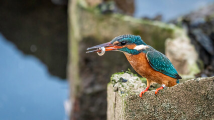 kingfisher