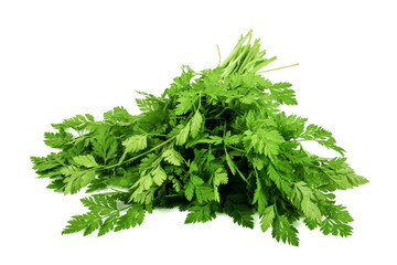 A bundle of freshly harvested coriander on an isolated white background