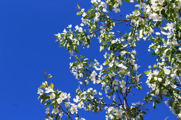 Malus sieboldii, commonly called Siebold's crab, Siebold's crabapple or Toringo crabapple, is a species of crabapple in the family Rosaceae	
