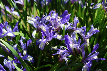 Iris versicolor is also commonly known as the blue flag, harlequin blueflag, larger blue flag,...