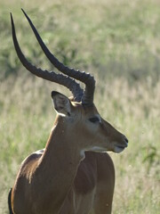 Antilope