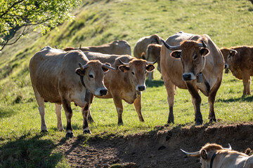cows in a pasture - obrazy, fototapety, plakaty