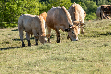 cows in a field
