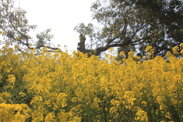 Fototapeta premium 愛媛県 犬寄峠の黄色い丘