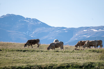 cows in the mountains