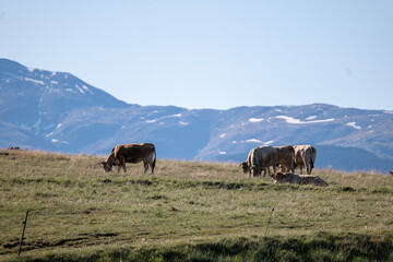 cows in the mountains