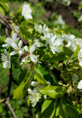 bee on a white fruit tree flower in the garden