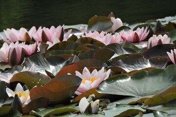 wooter lilies lilie wodne