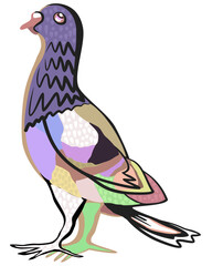 Colorful vector illustration of pigeon isolated on white background.
